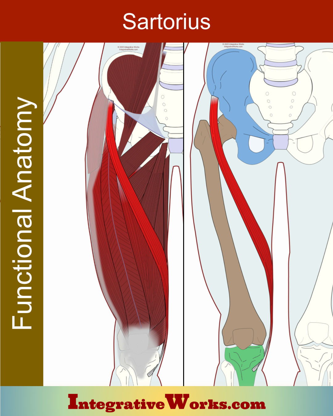 Sartorius- Functional Anatomy