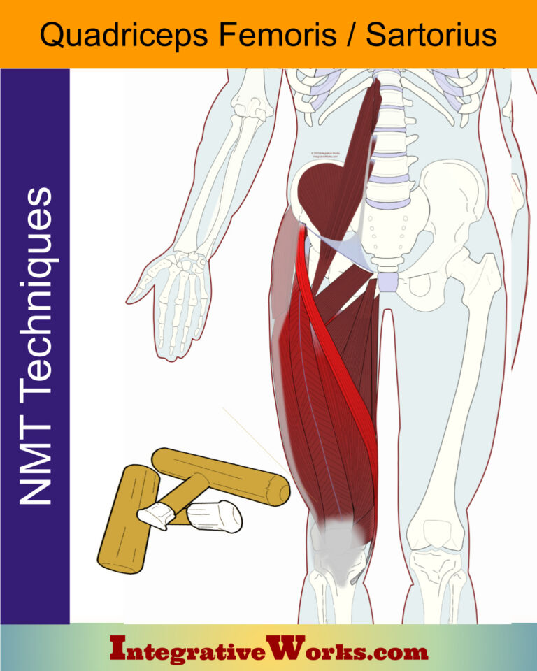 Neuromuscular Protocol - Quadriceps - Integrative Works