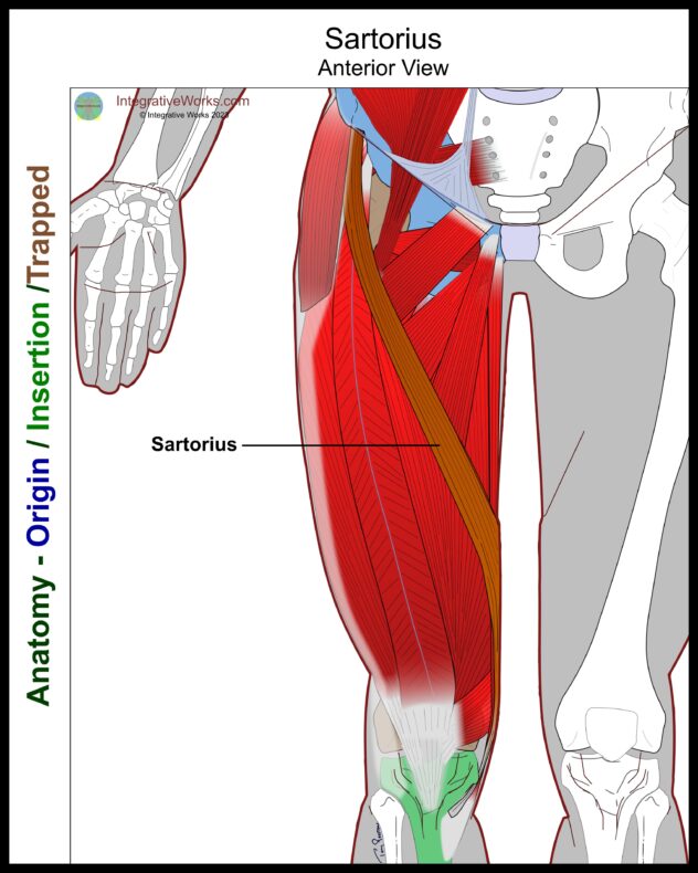 Sartorius- Functional Anatomy - Integrative Works