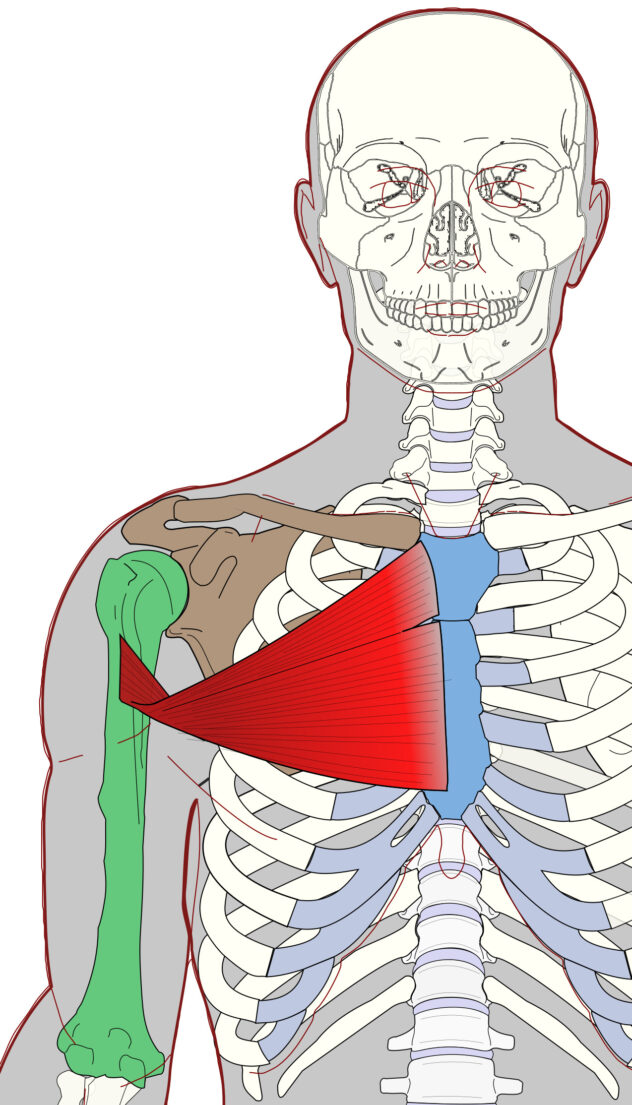 Pectoralis Major - Functional Anatomy - Integrative Works