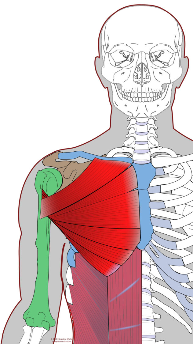 Pectoralis Major - Functional Anatomy - Integrative Works