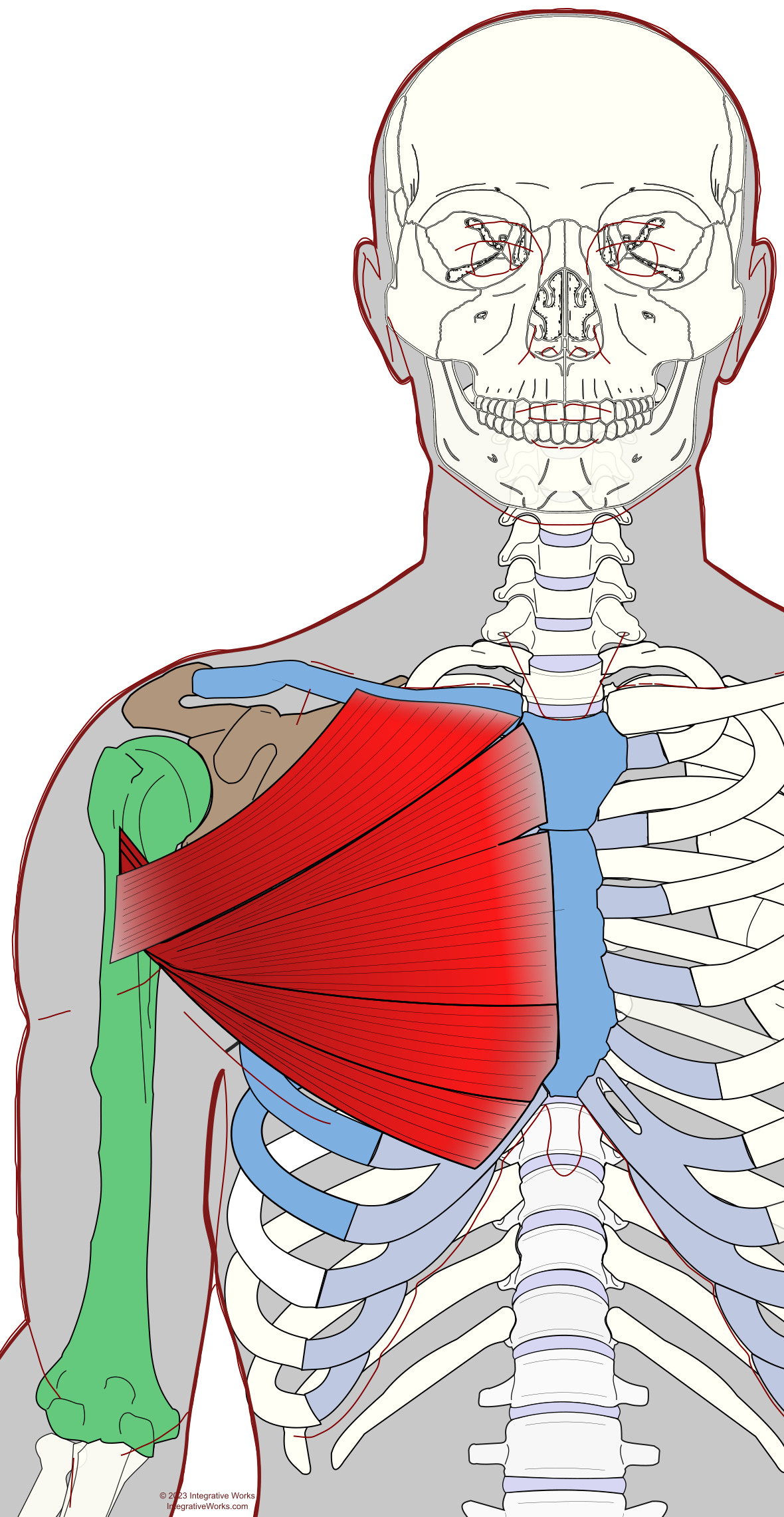 Pectoralis Major - Functional Anatomy - Integrative Works