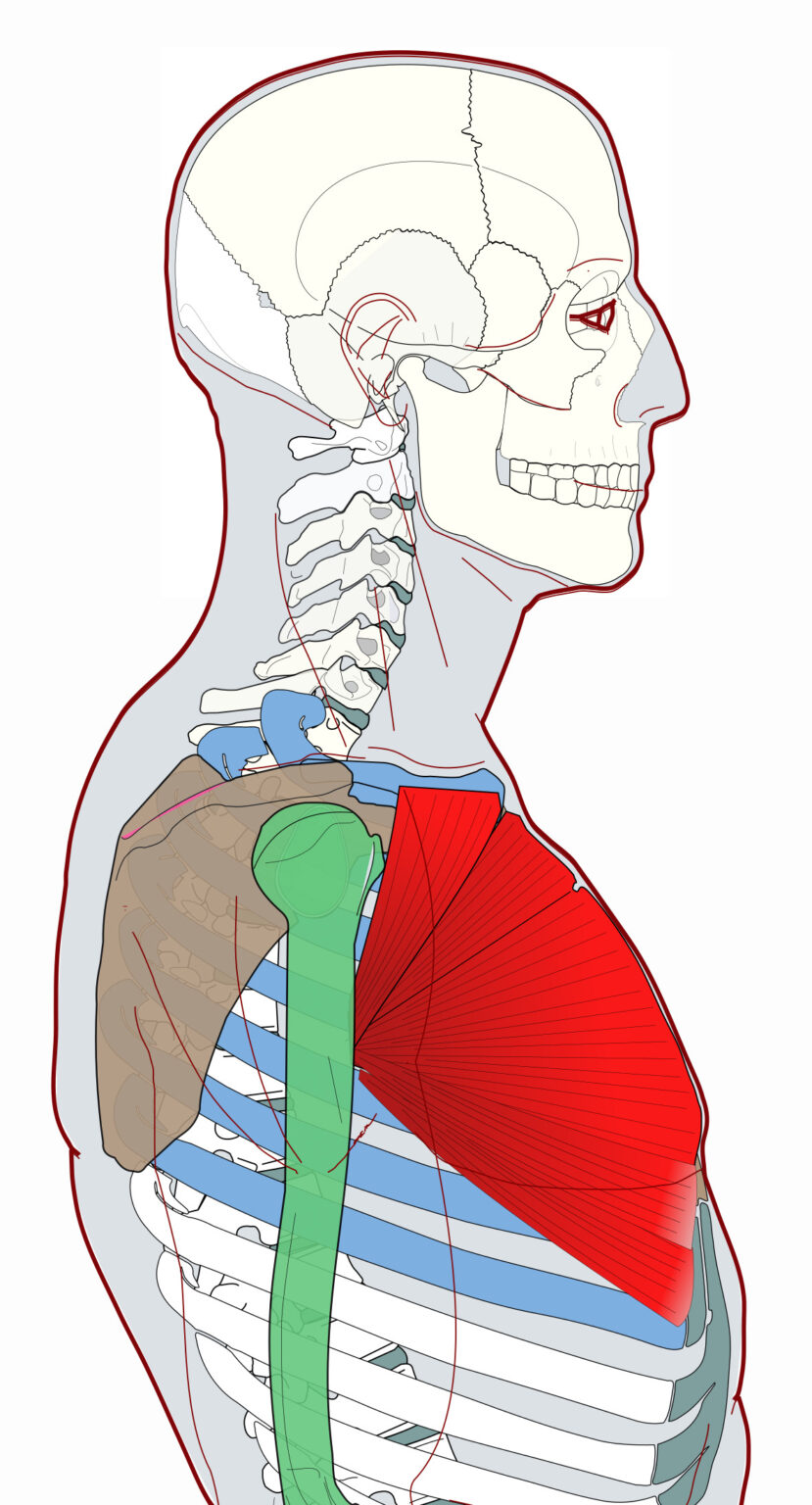 Pectoralis Major - Functional Anatomy - Integrative Works