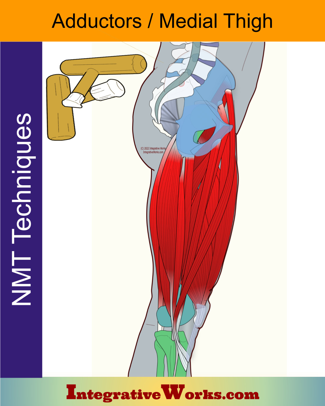 Neuromuscular Protocol – Adductors / Medial Thigh