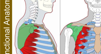 Serratus Anterior – Functional Anatomy