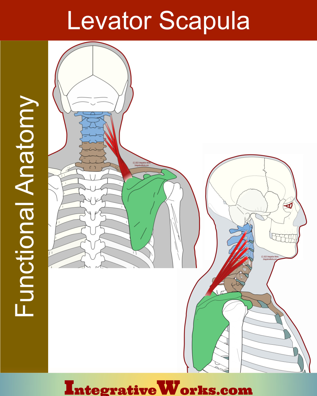 Levator Scapula - Functional Anatomy - Integrative Works