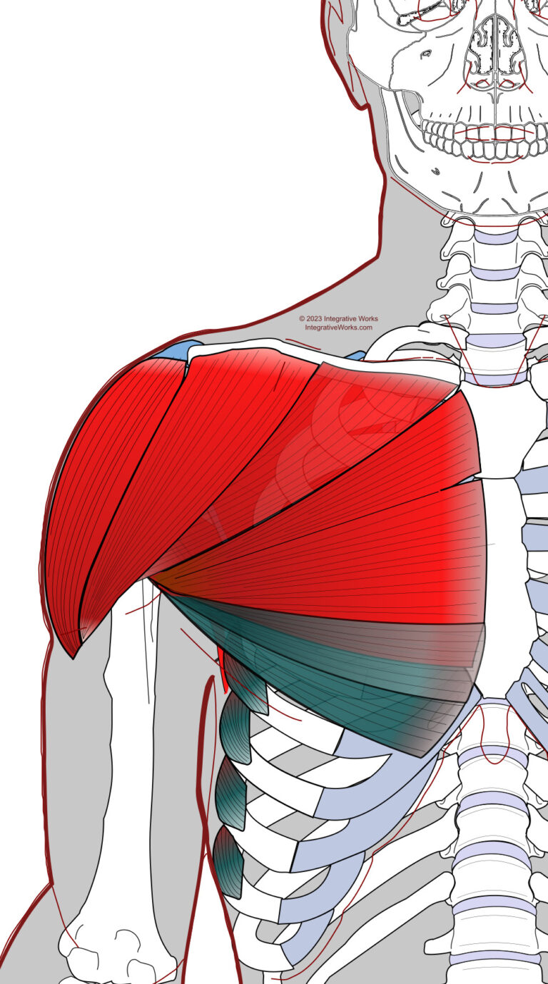 Self Care - Doorway Stretches for Chest Muscles - Integrative Works