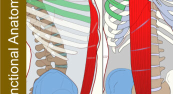 Rectus Abdominis- Functional Anatomy