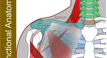Thoracic Outlet – Functional Anatomy