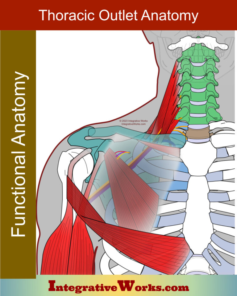 Scalene Muscles - Functional Anatomy - Integrative Works