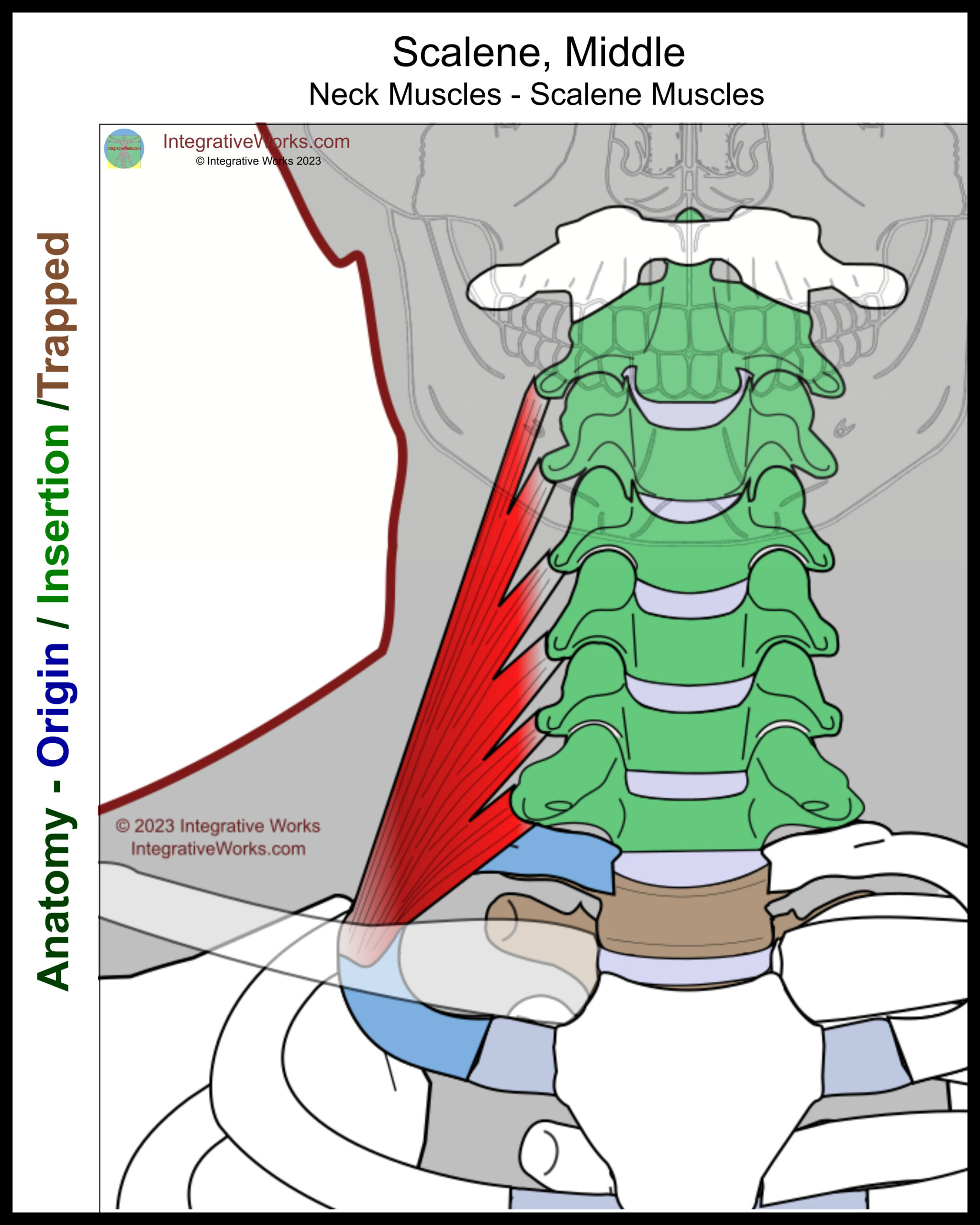 Scalene Muscles Functional Anatomy Integrative Works