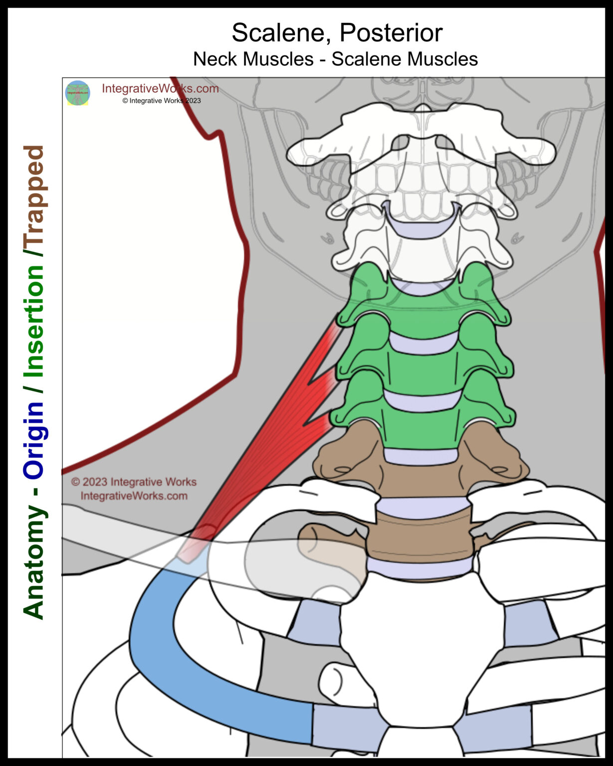 Scalene Muscles - Functional Anatomy - Integrative Works