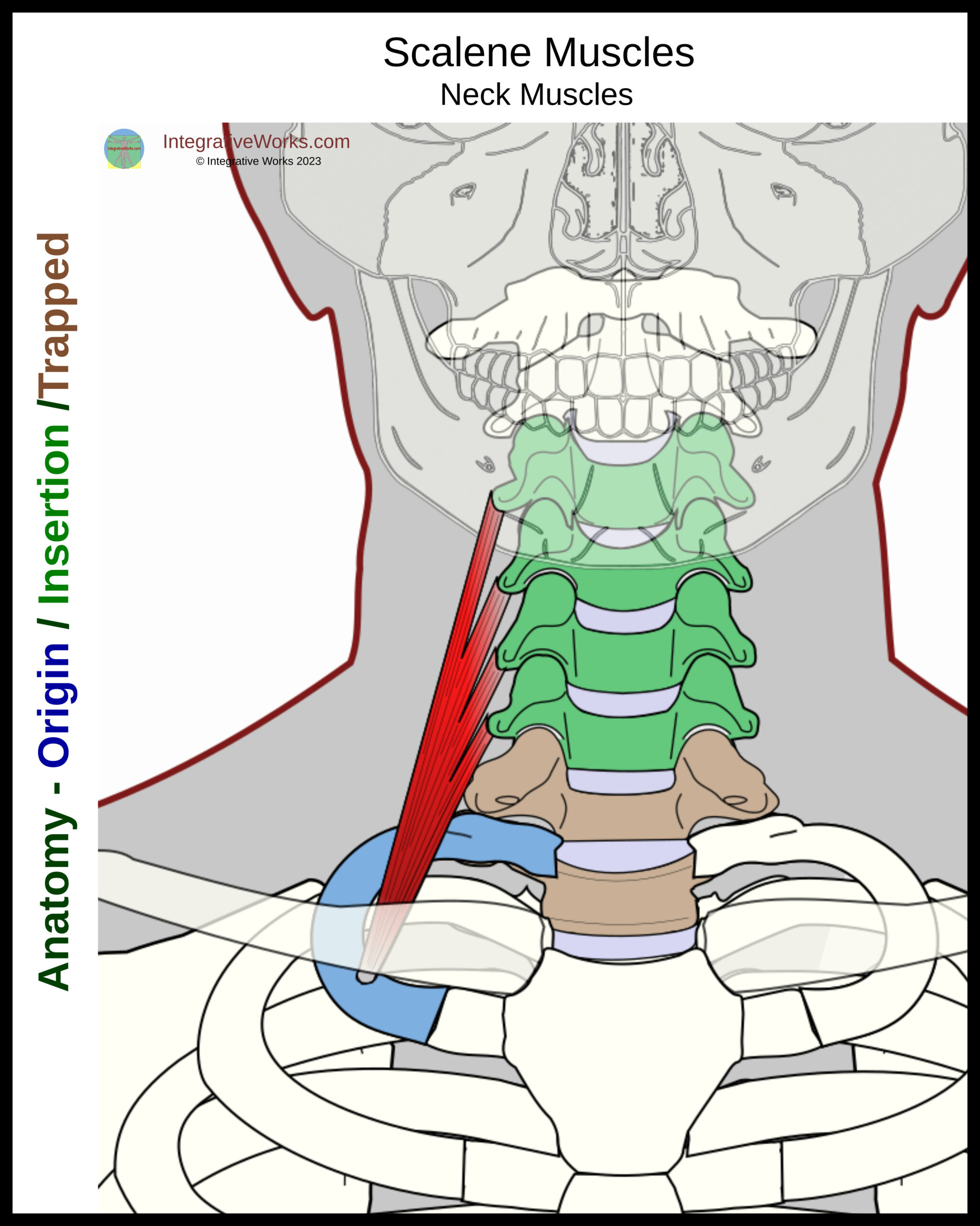 Scalene Muscles - Functional Anatomy - Integrative Works