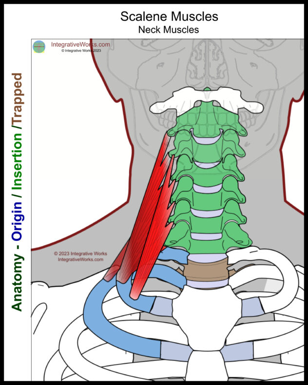 Scalene Muscles - Functional Anatomy - Integrative Works