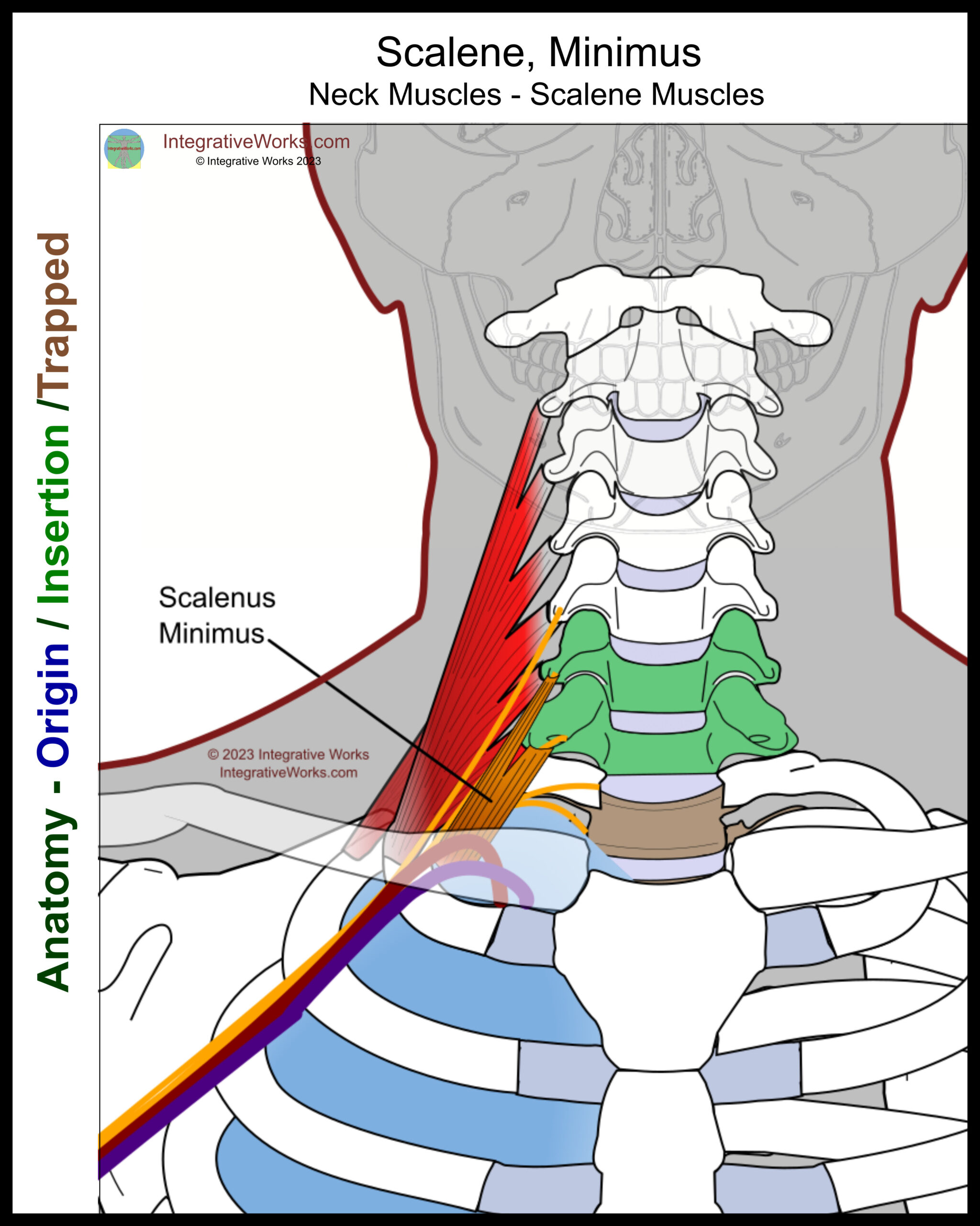 Scalene Muscles - Functional Anatomy - Integrative Works