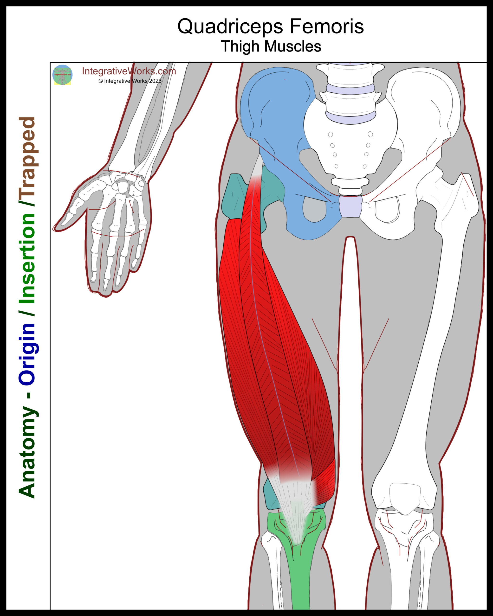 Quadriceps Femoris- Functional Anatomy - Integrative Works