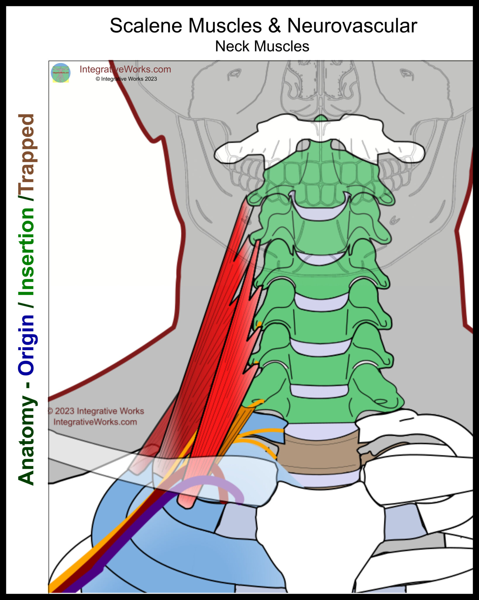 Scalene Muscles - Functional Anatomy - Integrative Works