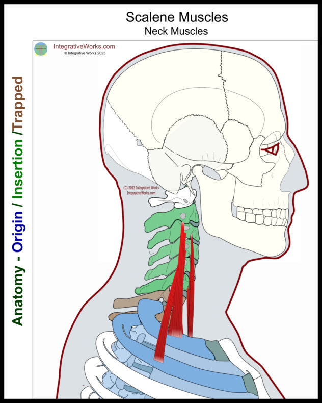 Scalene Muscles - Functional Anatomy - Integrative Works