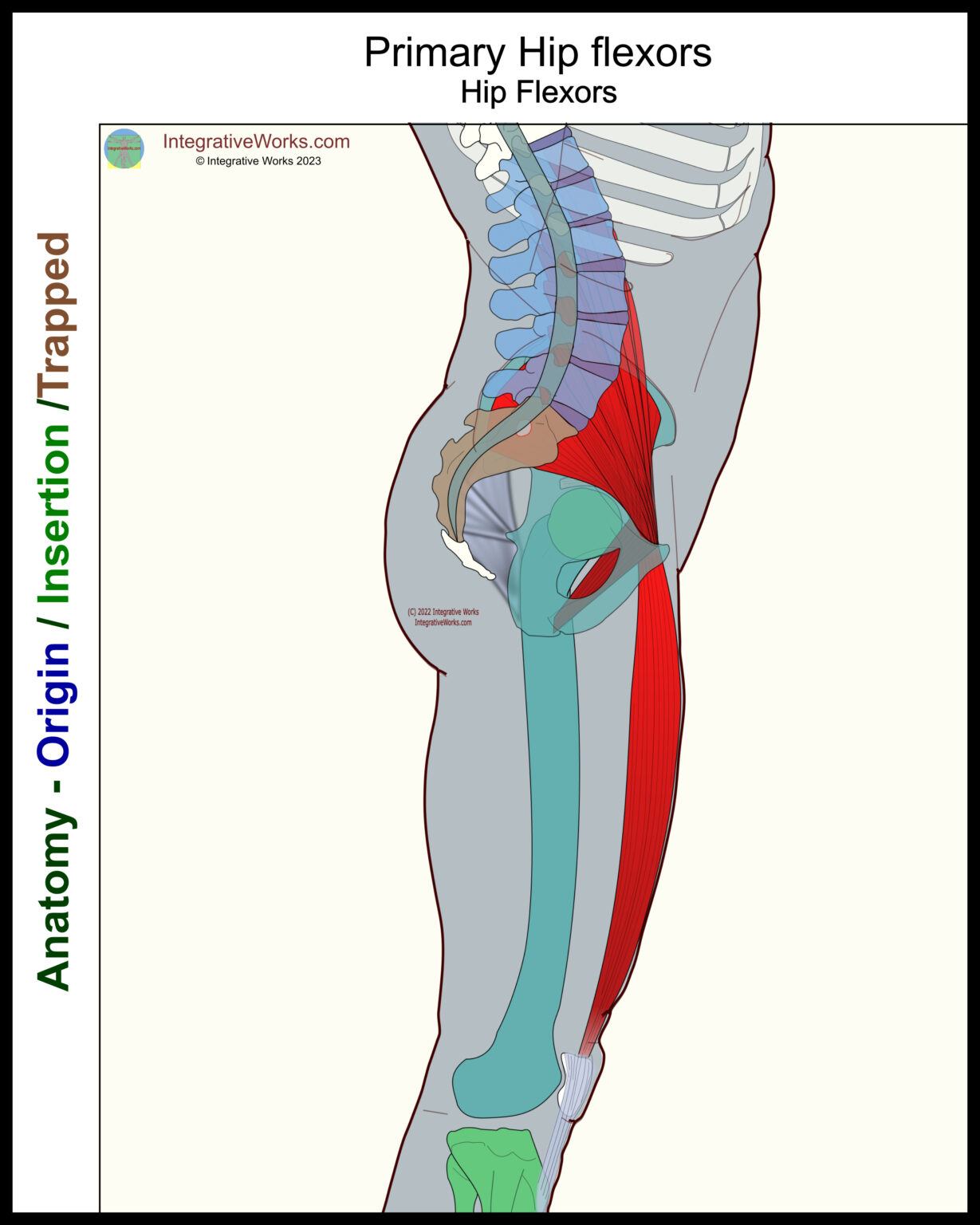 Self Care - Kneeling Stretch for Hip Flexors - Integrative Works