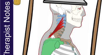 Levator Scapula – Massage Therapy Notes