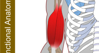 Biceps Brachii – Functional Anatomy