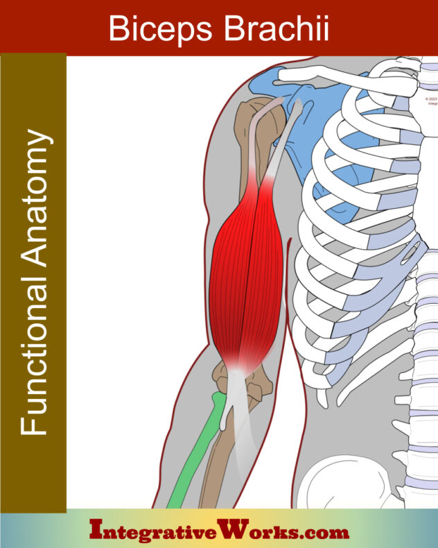 Superficial strip of shoulder pain when reaching up - Integrative Works