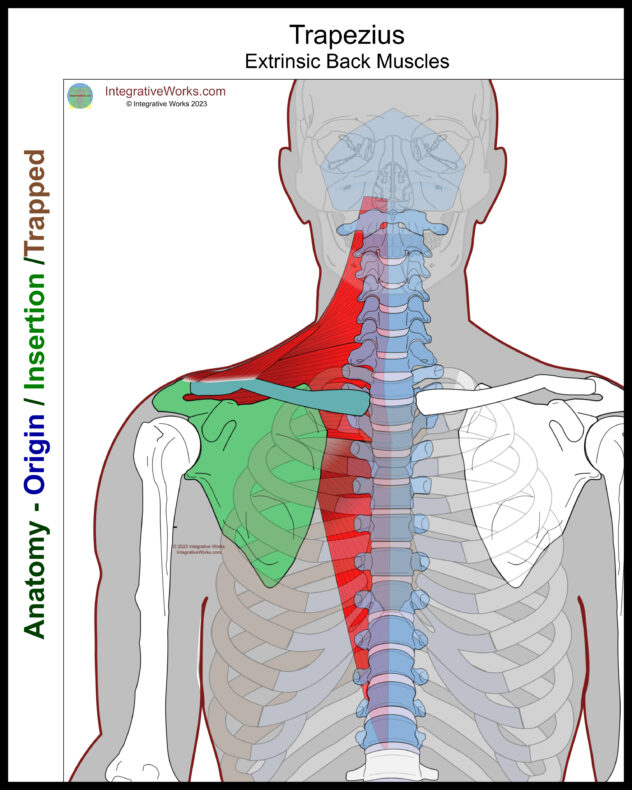 Trapezius - Functional Anatomy - Integrative Works