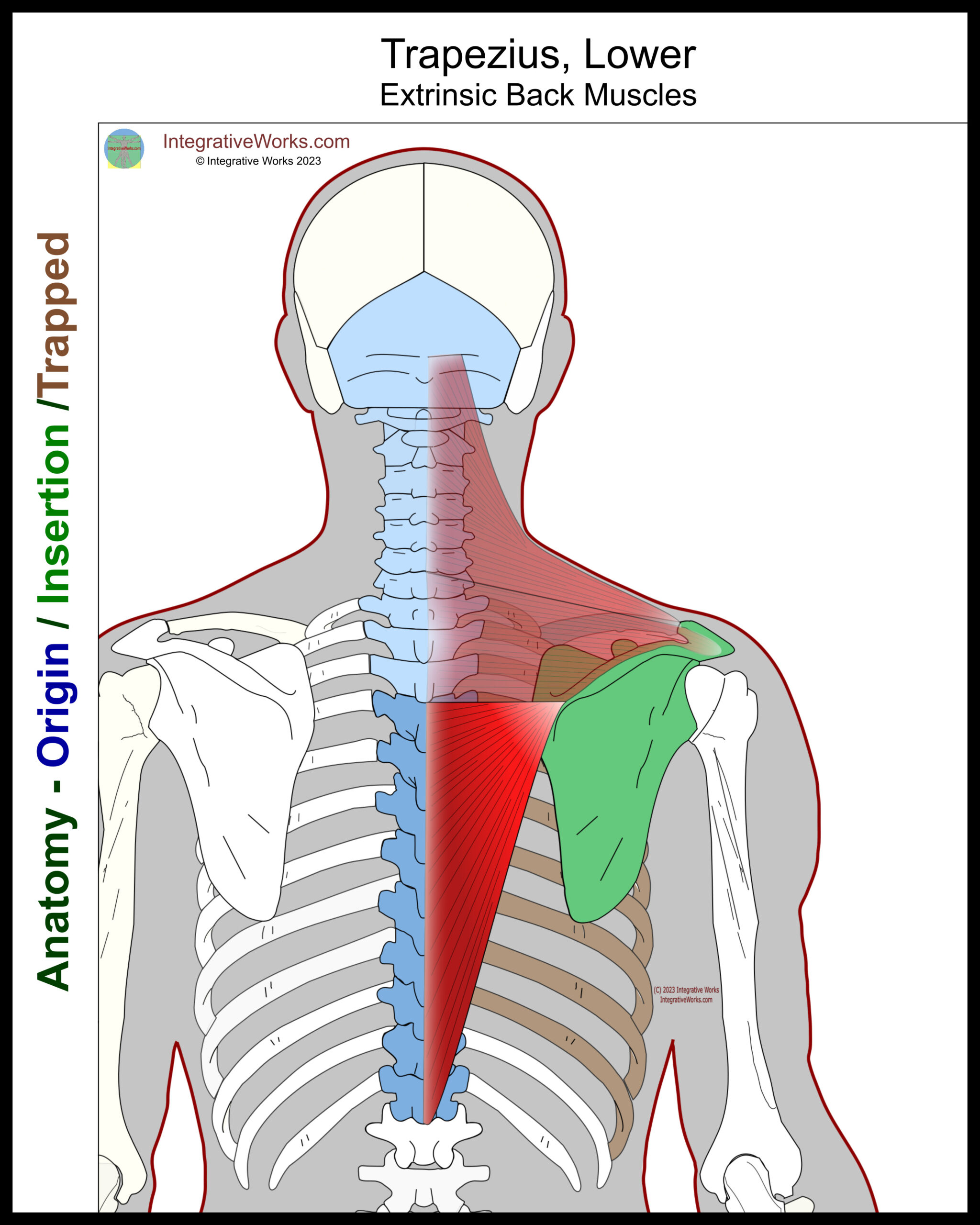 Trapezius - Functional Anatomy - Integrative Works