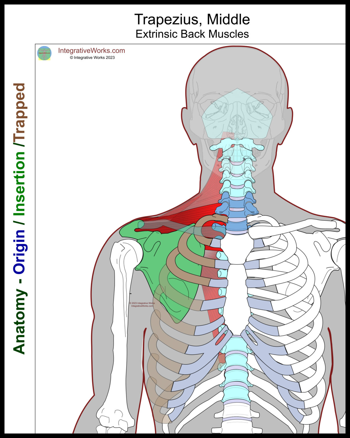 Trapezius Functional Anatomy Integrative Works