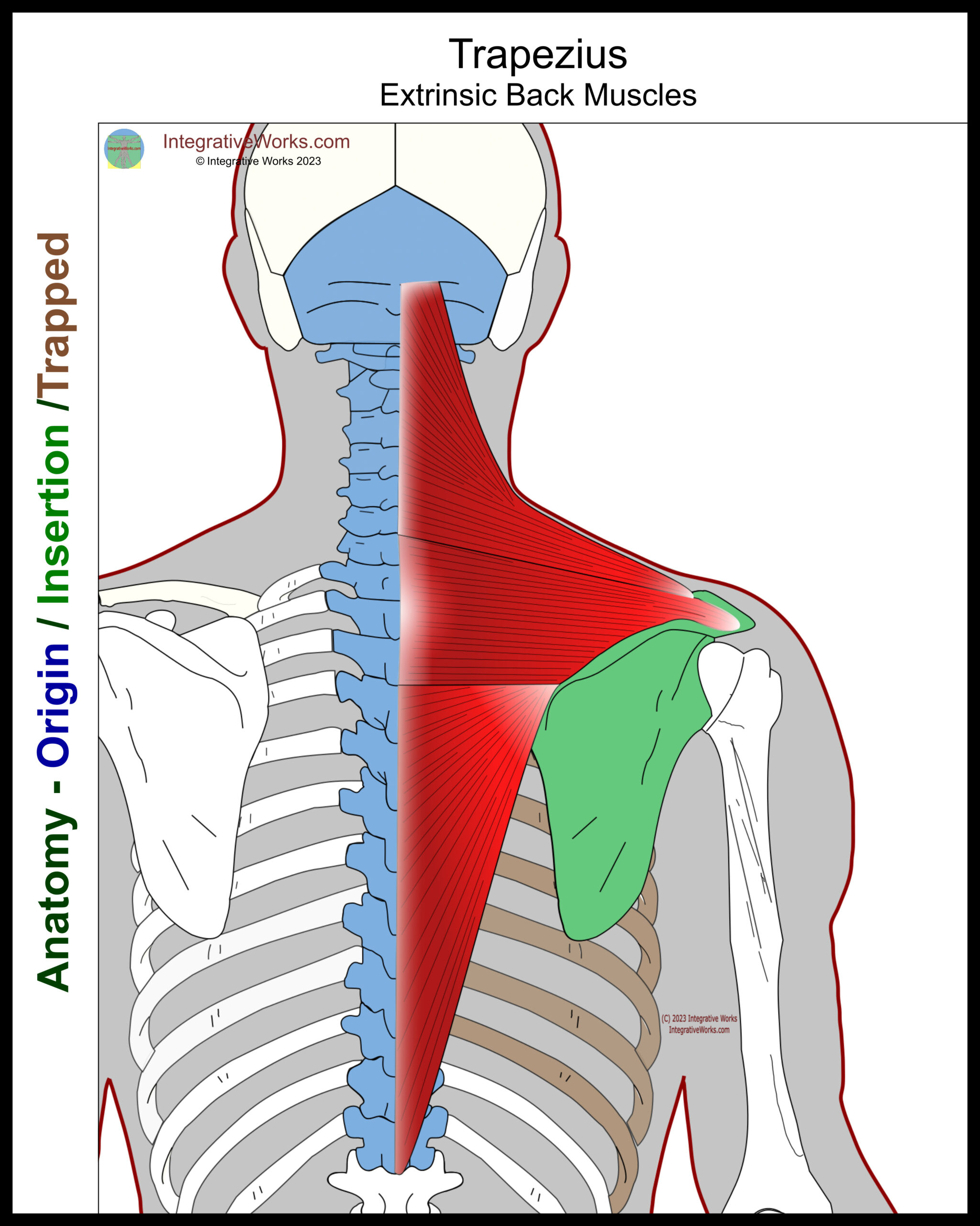 Trapezius Functional Anatomy Integrative Works