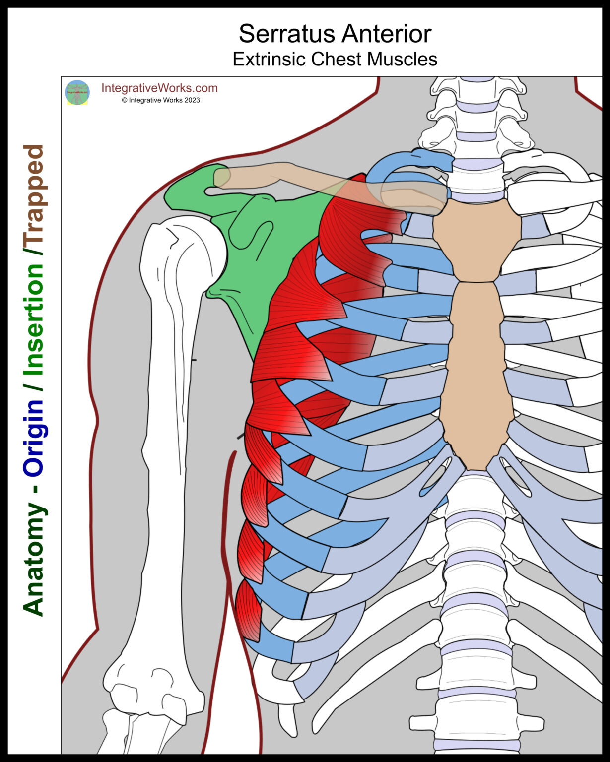 Serratus Anterior - Functional Anatomy - Integrative Works