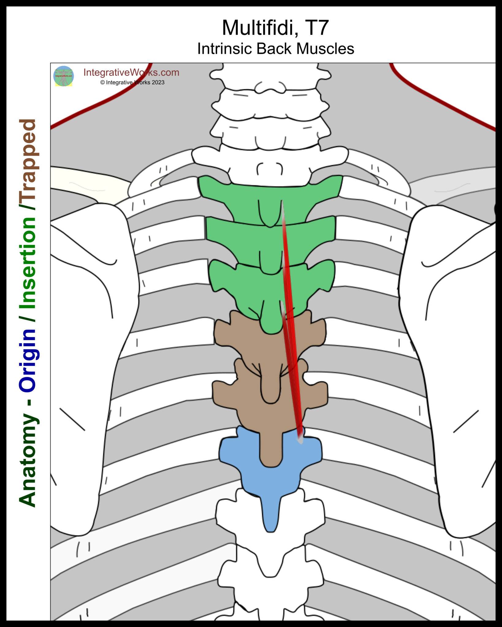 Rotatores and Multifidi - Functional Anatomy - Integrative Works