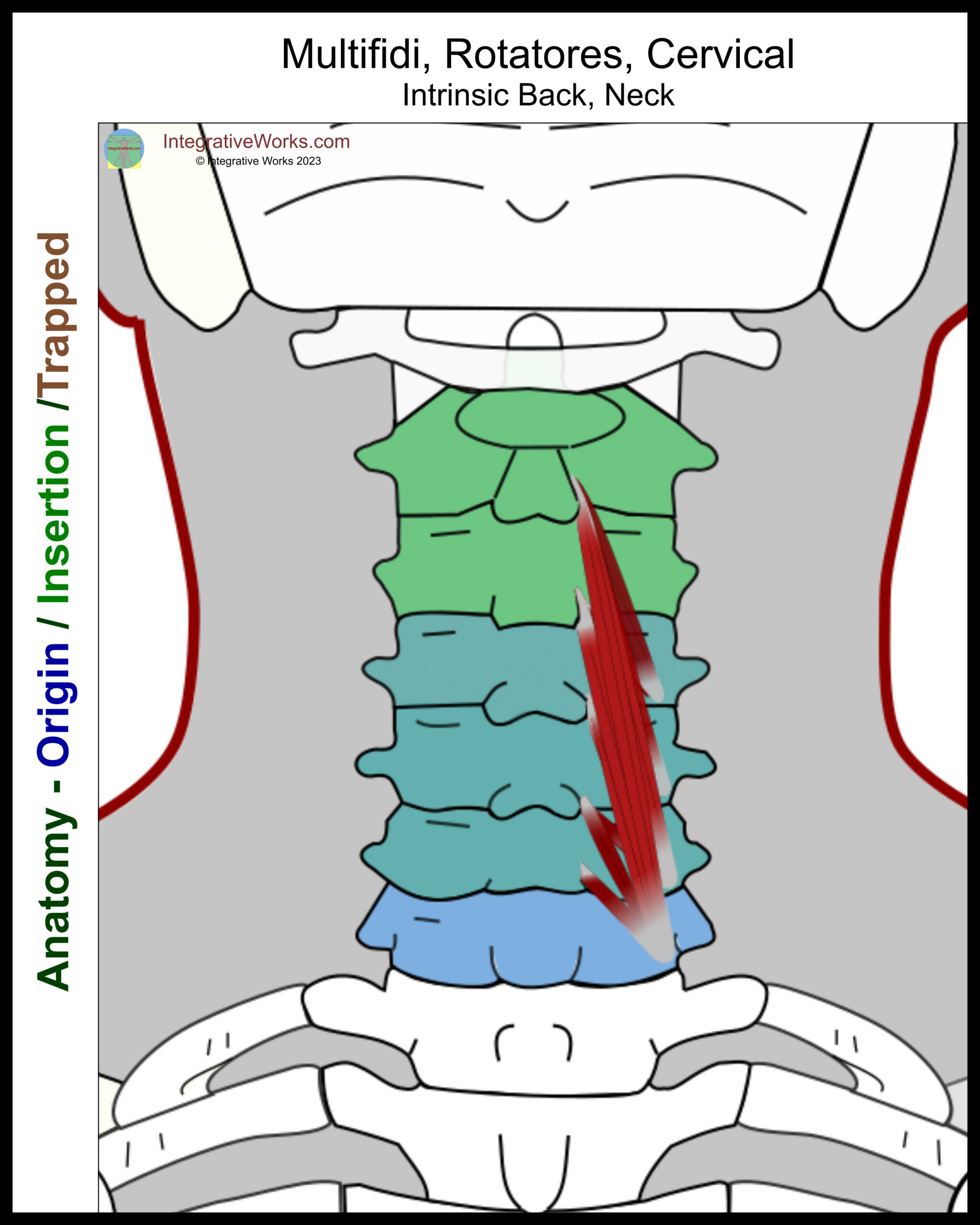 Rotatores and Multifidi - Functional Anatomy - Integrative Works