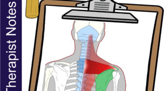 Middle trapezius – Massage Therapy Notes