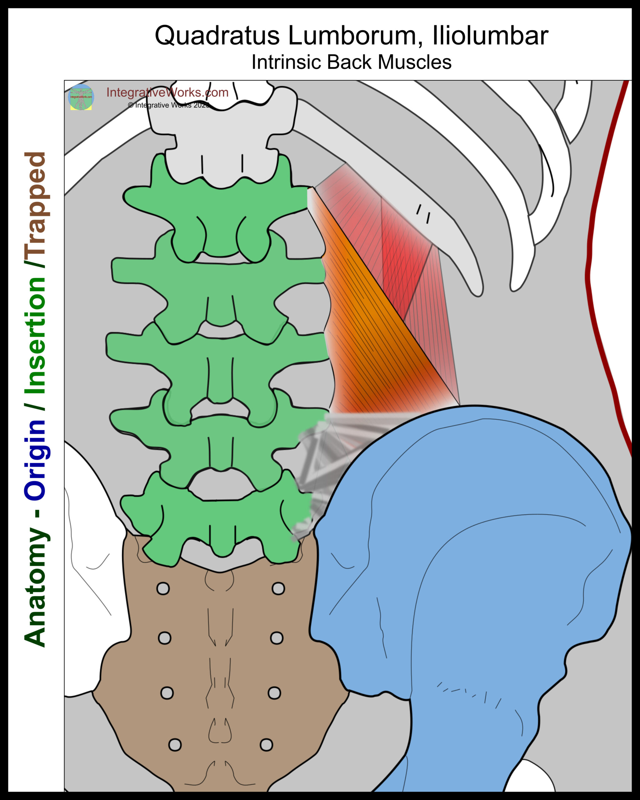 Quadratus Lumborum - Functional Anatomy - Integrative Works