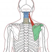 Trigger Points - Stiffness up the side of the neck | Integrative Works